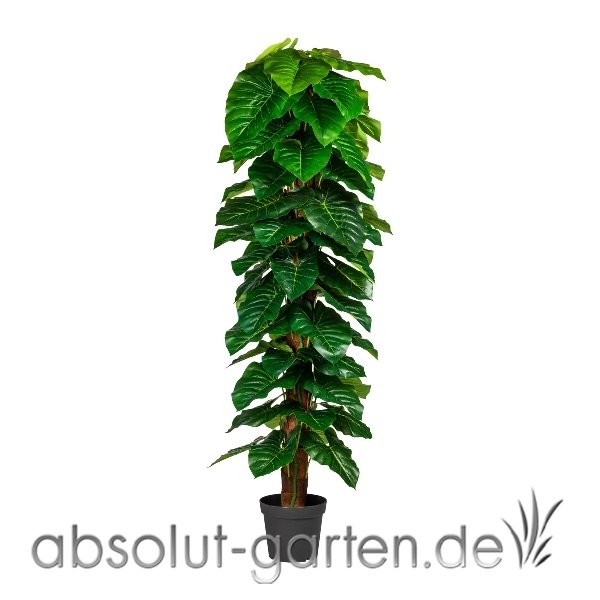 Anthuriumpflanze 190 cm von Gasper